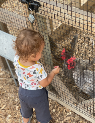 anthony chickens 415h