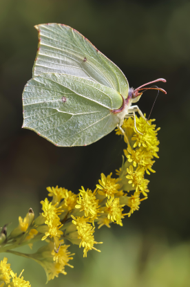 brimstone butterfly 415w