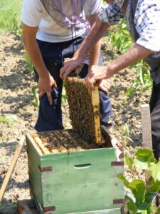 bee-88292-scaled-1-225x300