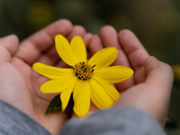 HandsHoldingFlowerPexels_600_4by3